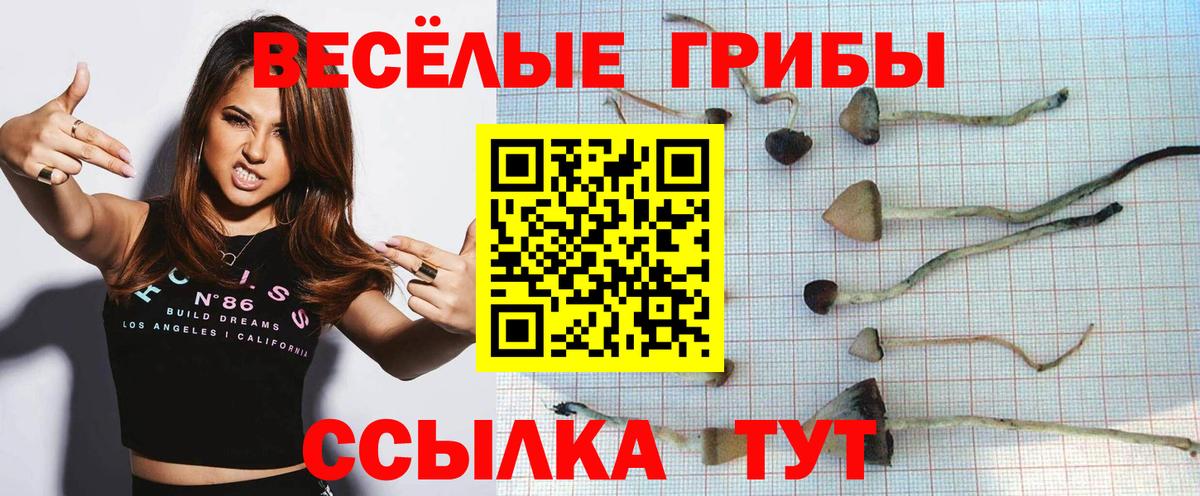 Лосино-Петровский  Псилоцибиновые грибы Cubensis  Вход с VPN  сколько стоит  Псилоцибиновые грибы прущие грибы 